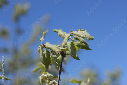 Spring Growth: Emerging Silver-Green Leaves of an Oak Tree (Quercus)
