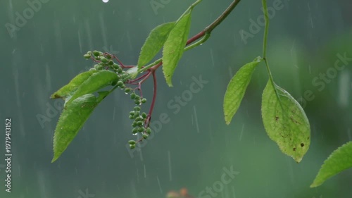 close-up of a branch with fresh green shoots in falling rain