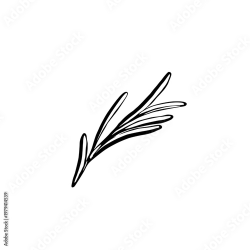 Rosemary sprig in minimalist vector line art. Botanical herb branch for organic cosmetic packaging, essential oil label design, wellness branding, herbal medicine and eco-friendly spa graphics