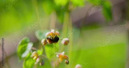 Alpine barrenwort (Epimedium alpinum) in bloom in forest