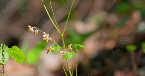 Alpine barrenwort (Epimedium alpinum) in bloom in forest