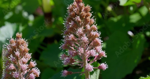 Butterbur (Petasites hybridus) pink spring inflorescence macro in woodland