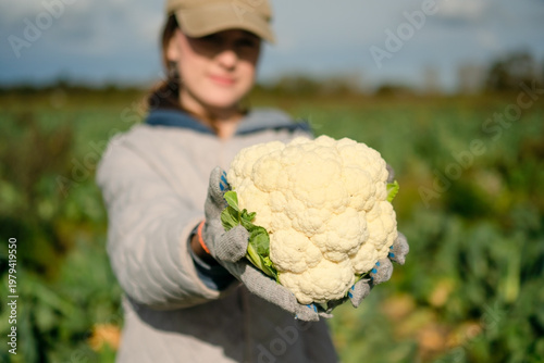 Closeup of young woman hands with fresh cauliflower head, symbol of organic farming. Seasonal vegetables rich in fiber, healthy diet, and natural lifestyle from local rural agriculture.