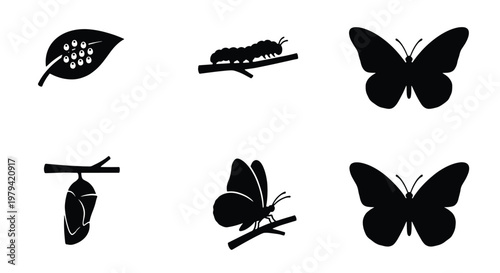 Butterfly life cycle icons, metamorphosis stage silhouettes, 6 vector elements