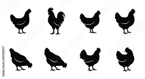Chicken silhouette vector set, 8 farm poultry icons, rooster and hen shapes
