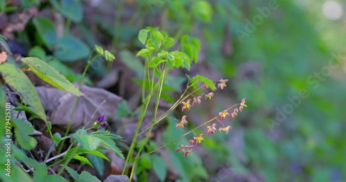 Alpine barrenwort (Epimedium alpinum) in bloom in forest