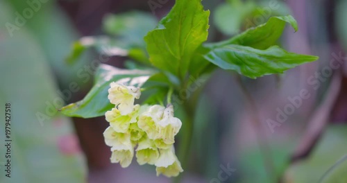 Nine-leaved toothwort (Cardamine enneaphyllos) flowers in forest