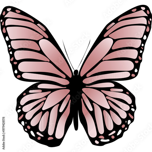 Butterfly Illustration