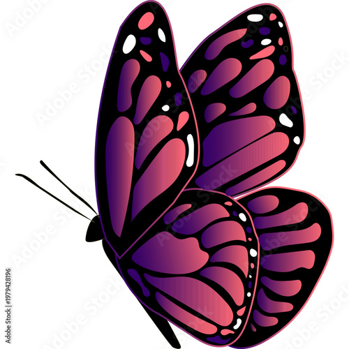 Butterfly Illustration