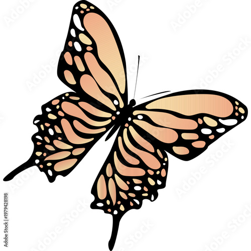 Butterfly Illustration