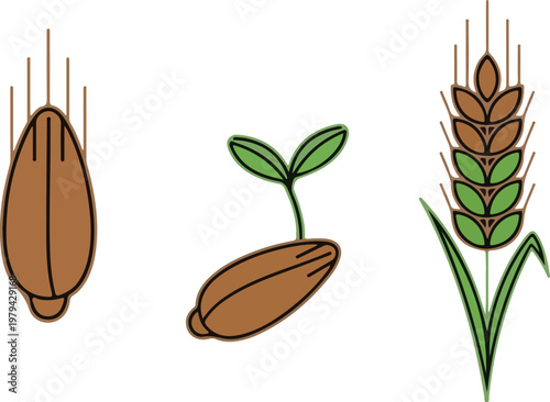 Brown seeds and green wheat plant.
