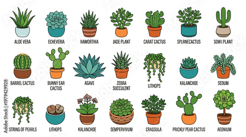 Colorful indoor houseplant vector set featuring named succulents and tropical plants in pots. Flat style botanical illustration ideal for home decor, gardening content and design use.