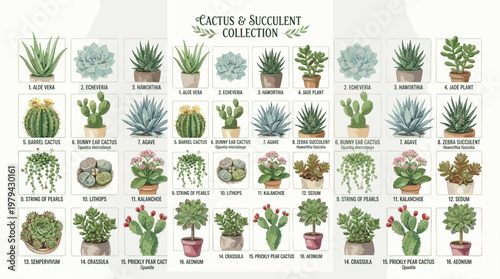 Cactus and succulent collection vector set. Cute hand drawn potted plants with labels. Flat style botanical illustration perfect for home decor, stickers and design projects.