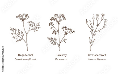Collection of edible and medicinal plants. Hand drawn botanical vector illustration