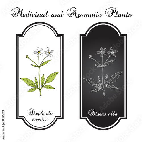 Shepherds needles, or beggarticks (Bidens alba), medicinal plant. Hand drawn botanical vector illustration