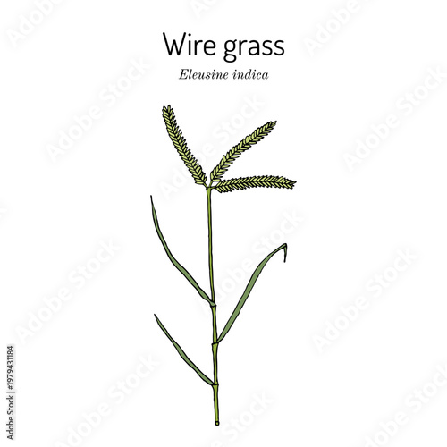 Wire grass, or Indian goosegrass (Eleusine indica), edible and medicinal plant. Hand drawn botanical vector illustration