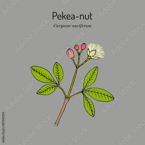 Pekea-nut, or souari nut, or butter-nut of Guiana (Caryocar nuciferum), edible and medicinal plant. Hand drawn botanical vector illustration