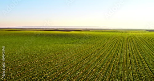 Aerial drone flying over lush green wheat field
