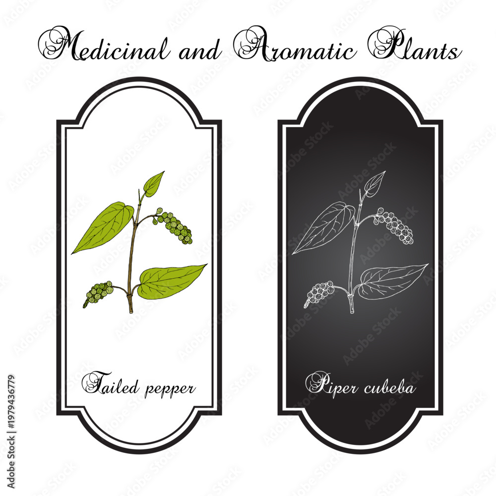 Obraz premium Tailed pepper, or cubeb (piper cubeba), edible and medicinal plant. Hand drawn botanical vector illustration
