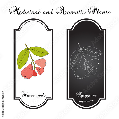 Water apple or bell fruit (Syzygium aqueum), edible and medicinal plant. Hand drawn botanical vector illustration