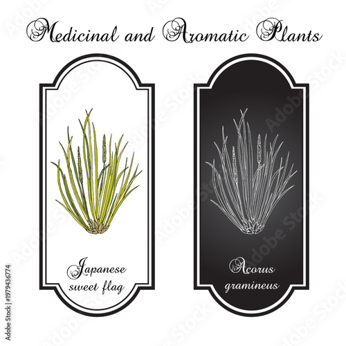 Japanese sweet flag (Acorus gramineus), edible and medicinal plant. Hand drawn botanical vector illustration