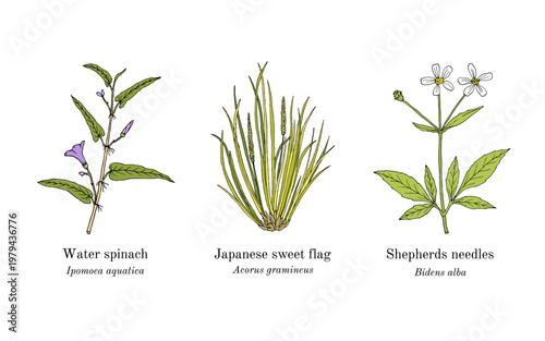 Collection of edible and medicinal plants. Hand drawn botanical vector illustration