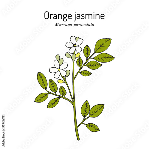 Orange jasmine, or china box (Murraya paniculata), edible and medicinal plant. Hand drawn botanical vector illustration