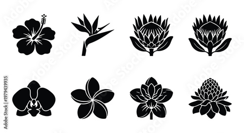 Tropical flower icons set, black silhouette exotic floral elements, 8 botanical vector illustrations including hibiscus and protea for summer design