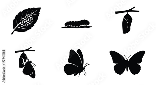 Butterfly life cycle icons set, black silhouette metamorphosis stages vector, biological growth process from egg to caterpillar and cocoon