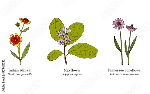 Фотография Collection of edible and medicinal plants