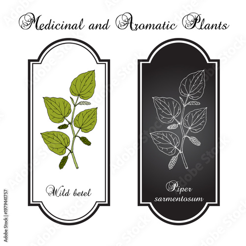 Wild betel (Piper sarmentosum), edible and medicinal plant. Hand drawn botanical vector illustration