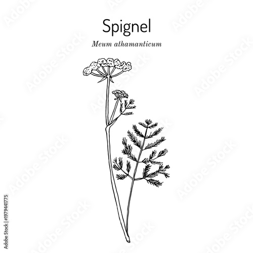 Spignel (Meum athamanticum), edible and aromatic plant. Hand drawn botanical vector illustration