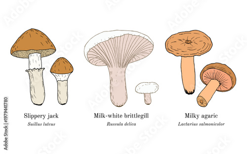Collection of edible and medicinal mushrooms. Hand drawn botanical vector illustration