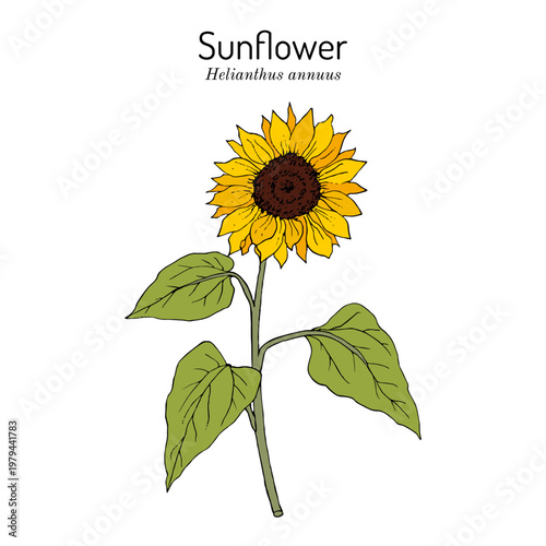 Sunflower (Helianthus annuus), edible oily plant. Hand drawn botanical vector illustration