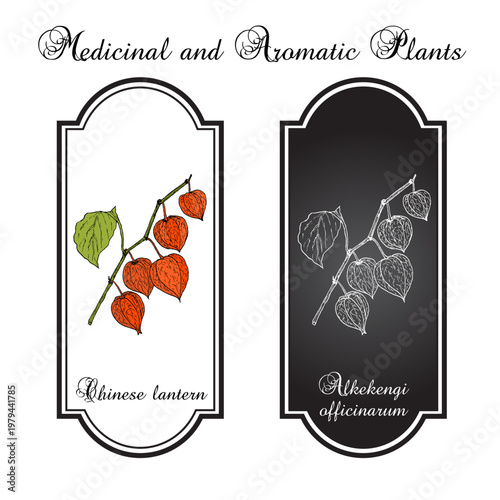 Chinese lantern, or bladder cherry (Alkekengi officinarum), ornamental and medicinal plant. Hand drawn botanical vector illustration