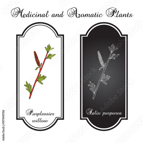 Purpleosier willow (Salix purpurea), ornamental and medicinal plant. Hand drawn botanical vector illustration