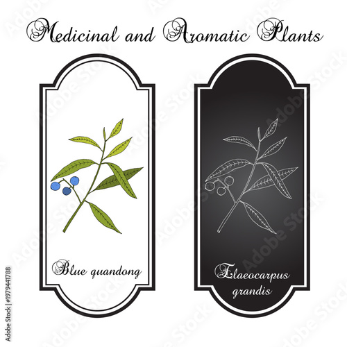 Blue quandong (Elaeocarpus grandis), edible and medicinal plant. Hand drawn botanical vector illustration