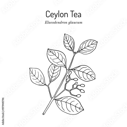 Ceylon Tea (Elaeodendron glaucum), medicinal plant. Hand drawn botanical vector illustration