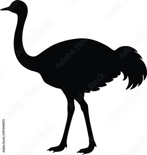Black ostrich silhouette vector illustration