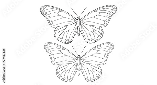 Black and white line art illustration of two butterflies with detailed wing patterns isolated on a white background.