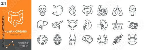 Human Organs Vector Icons Set. Internal Anatomy, Medical and Healthcare Symbols, Biology and Body System. Isolated Editable Stroke Linear Collection.
