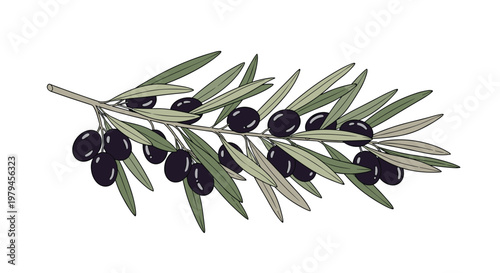 Beautiful realistic branch of an olive tree with ripe black olives and green leaves isolated on a white background for food design.