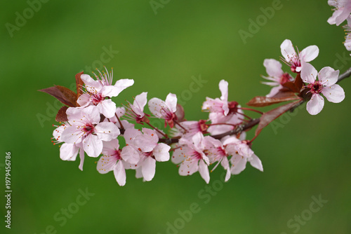 Blooming tree branch soft pink flowers on green background cherry plum decorative almond spring nature flora