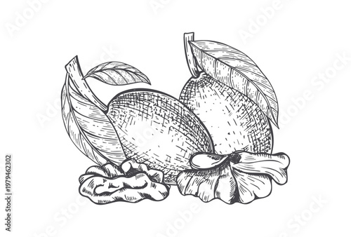 Walnut sketch with whole ripening nuts and kernels. Hand drawn nut with leaves engraved vector illustration. Healthy organic food botanical drawing for menu, package and culinary design.