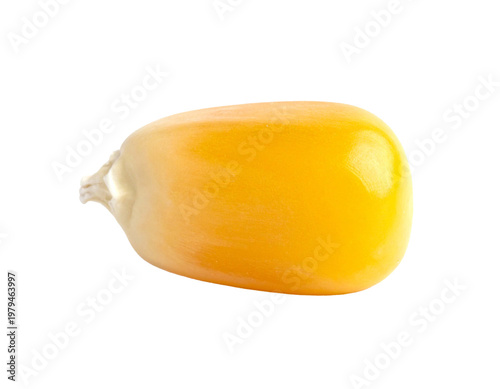 Detailed Isolated Corn Kernel on White Background