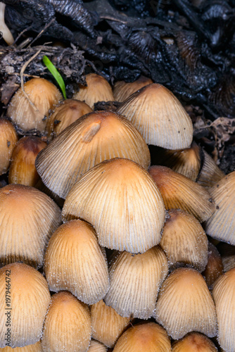 Schilderij op canvas A group of glistening inkcap mushrooms Coprinellus micaceus growing beneath a de