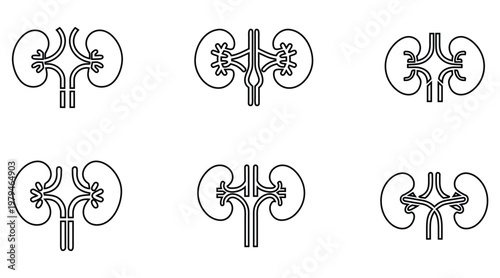 Human kidney vector line icon set, nephrology CKD kidney renal stage symbol outline icon vector art illustration