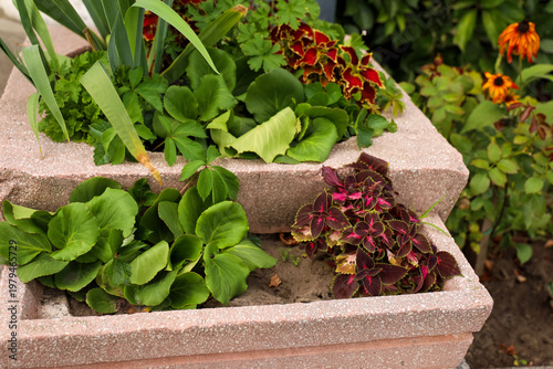 Plants in garden bed with different types of leaves and colors growing in a home garden during daylight hours in summer time