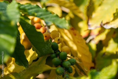 Close-up of ripening yellow and green coffee beans on a branch