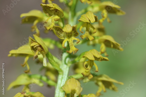 Tableau sur toile Rare Punctate Orchid (Orchis Punctulata) in Full Bloom in Turkish Countryside